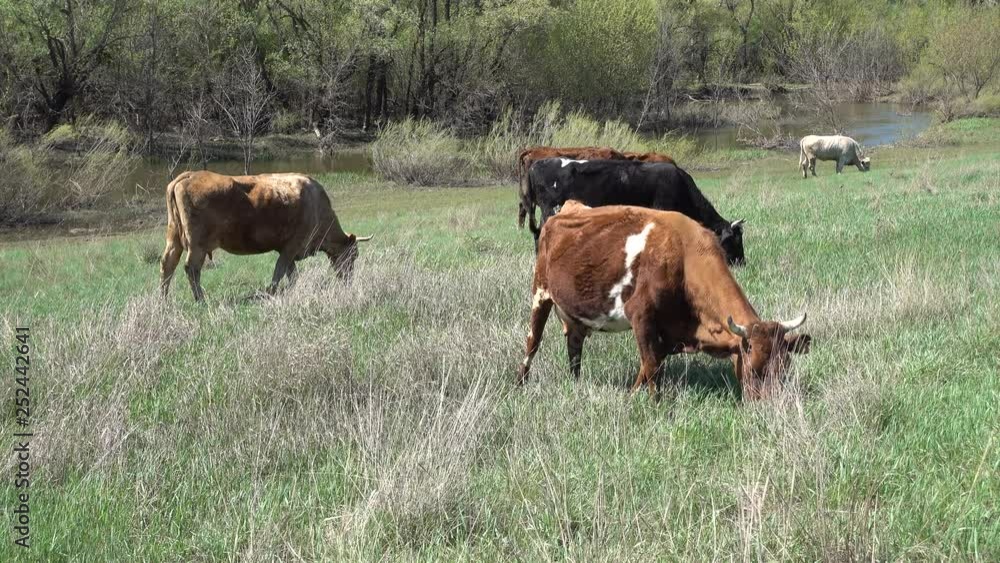 Cows pasture on the spring wilderness meadow near river. 4K stock video footage Cows pasture on the spring wilderness meadow near river. 4K stock video footage