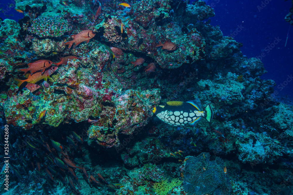 Fototapeta premium diving the Maldives