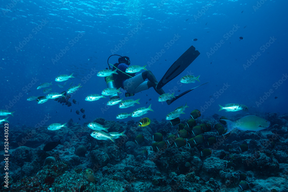 School of fish at the Maldives