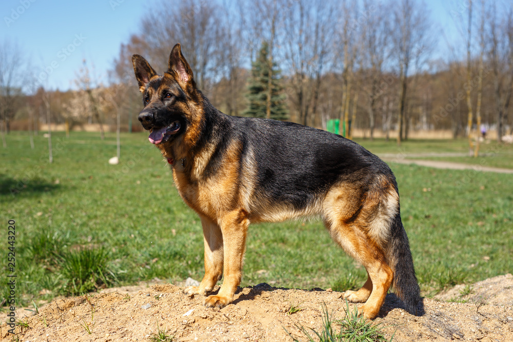 German shepherd stands and listens to the host team.