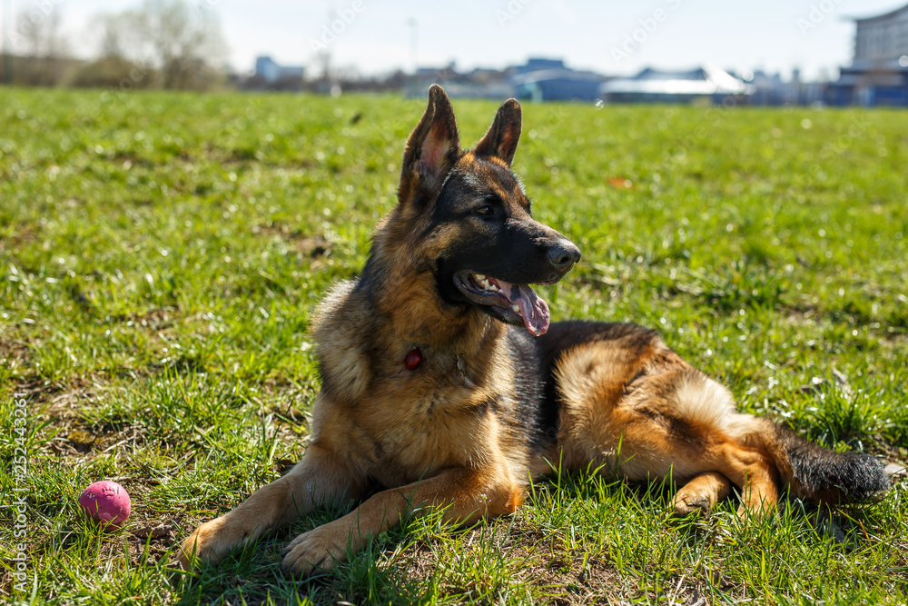 German Shepherd sitting. Nearby is a toy ball.