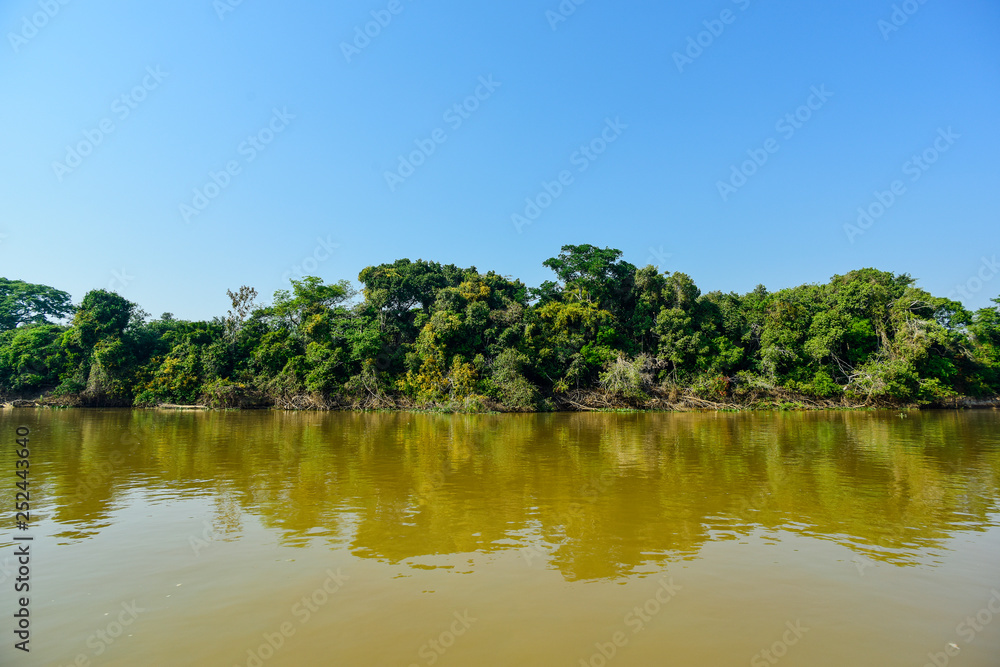 Pantanal forest ecosystem, Mato Grosso, Brazil Pantanal forest ecosystem, Mato Grosso, Brazil
