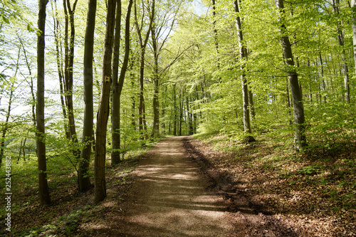 way through forest in summer bright day © Horner