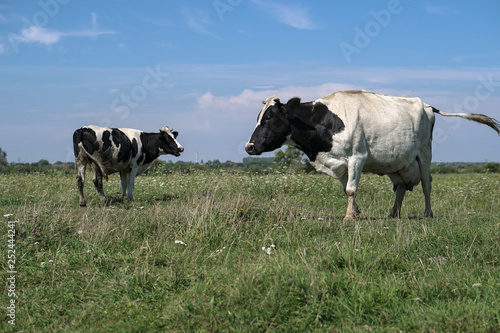 Pasture for cattle in summer in Europe. Cows in the field. Stock background  photo