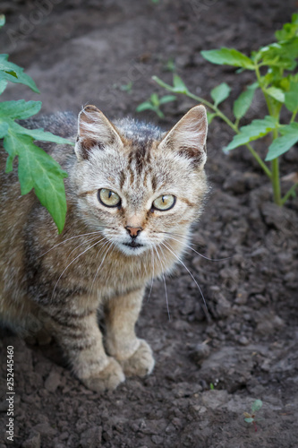 Young cat sitting in the garden among the plants.