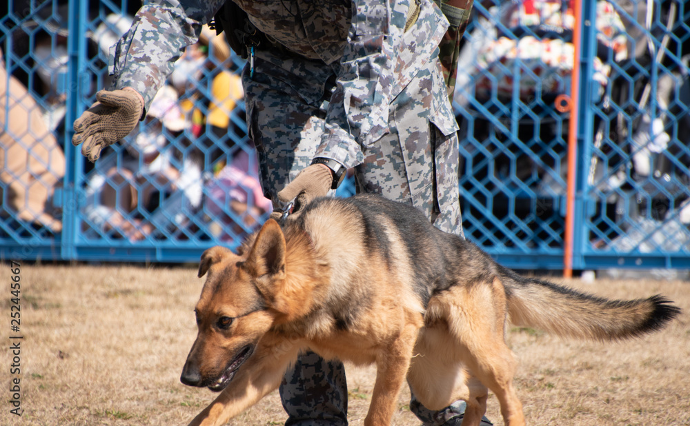 航空自衛隊の警備犬とハンドラー Stock Photo Adobe Stock