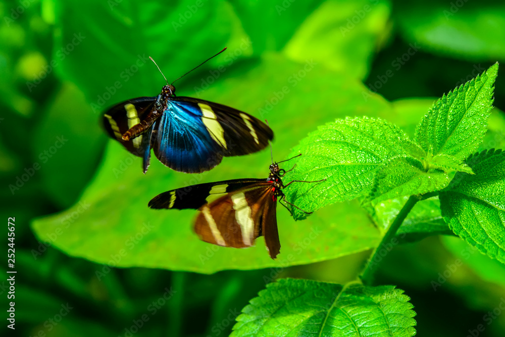 Closeup beautiful butterfly sitting on flower. .Zebra Heliconian Closeup beautiful butterfly sitting on flower. .Zebra Heliconian
