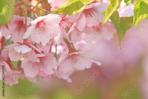 河津桜　 Cherry Blossoms (Kawazu-zakura)	