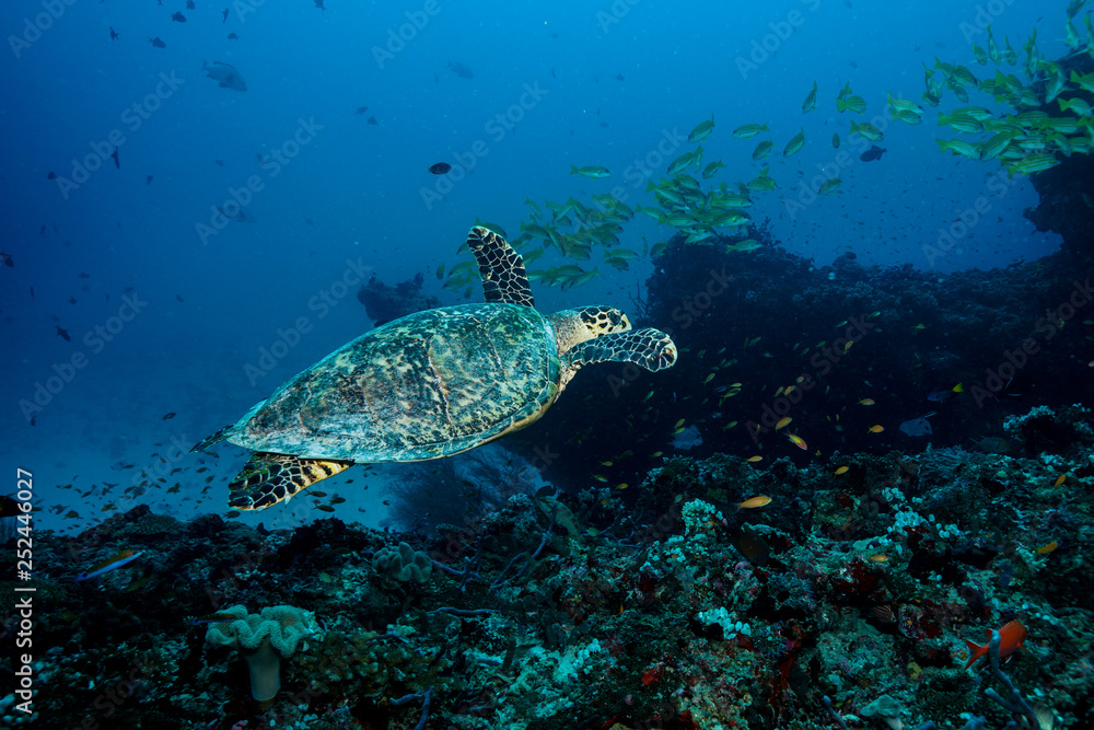 Fototapeta premium Sea Turtle at the Maldives