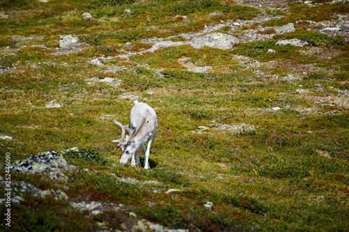 Saami reindeer photo