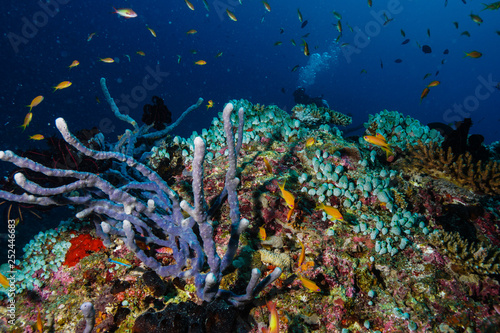 Fototapeta Naklejka Na Ścianę i Meble -  Coral reef at the Maldives
