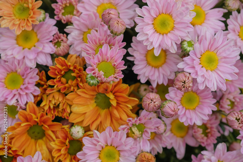 Colorful flowers chrysanthemum made with gradient for background Abstract texture Soft and Blurred style.postcard.