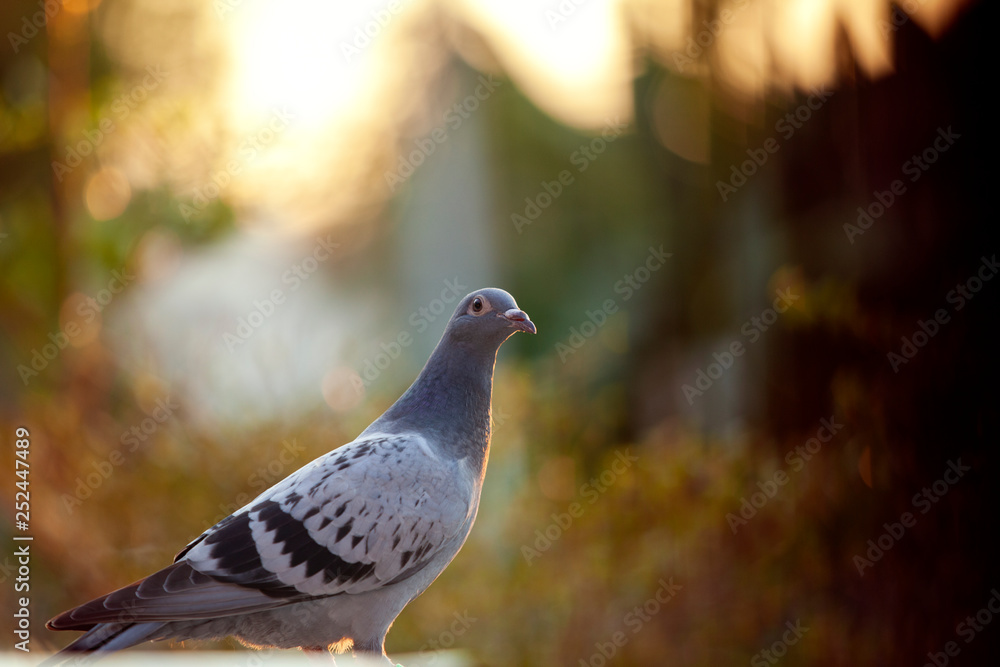 Obraz premium juvenile homing pigeon bird standing outdoor against beautiful sunset light