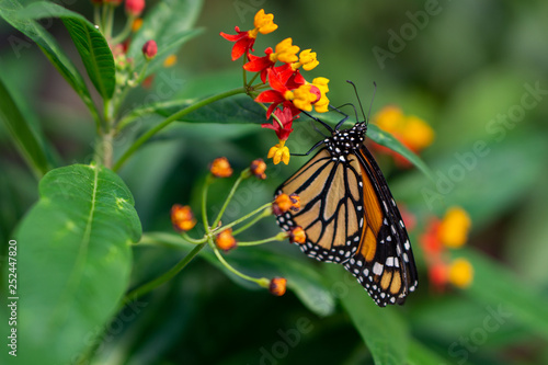 Monarch butterfly © Melanie