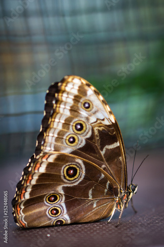 blue morpho butterfly © Melanie