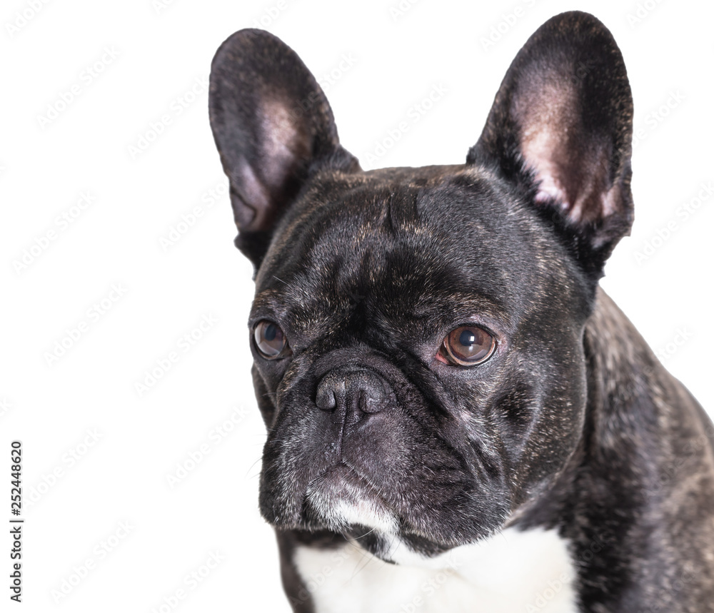 portrait of french bulldog