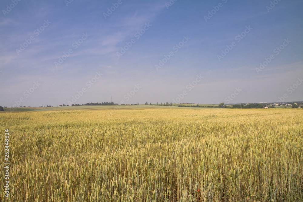 Farm garden sown wheat before maturation. farm field with a big harvest. Beautiful golden bread. Stock background, photo