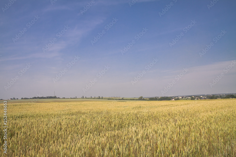 Farm garden sown wheat before maturation. farm field with a big harvest. Beautiful golden bread. Stock background, photo Farm garden sown wheat before maturation. farm field with a big harvest. Beautiful golden bread. Stock background, photo