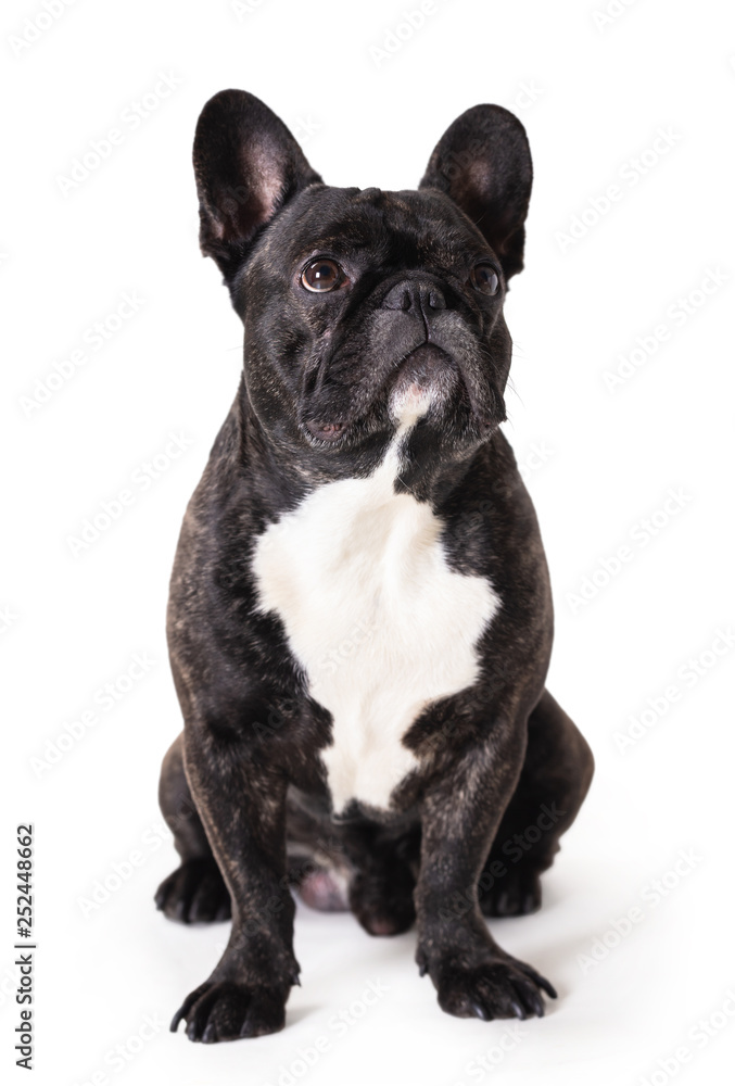 french bulldog breed dog french bulldog breed dog