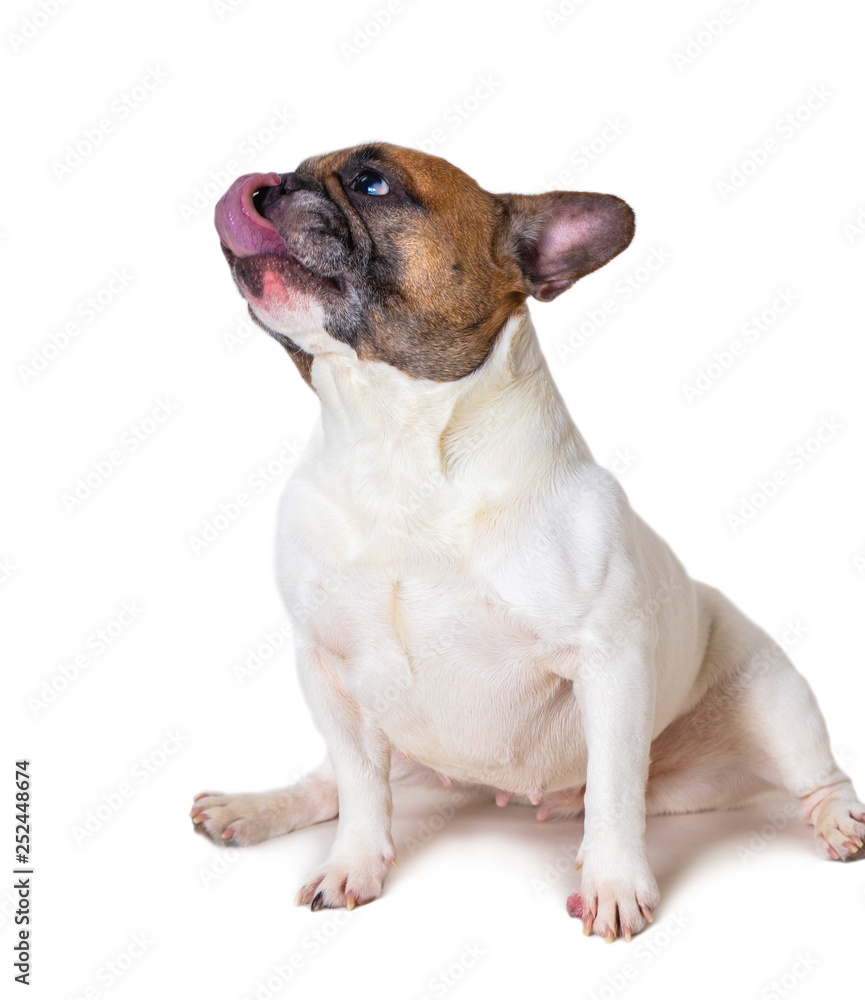 Fototapeta premium french bulldog breed dog