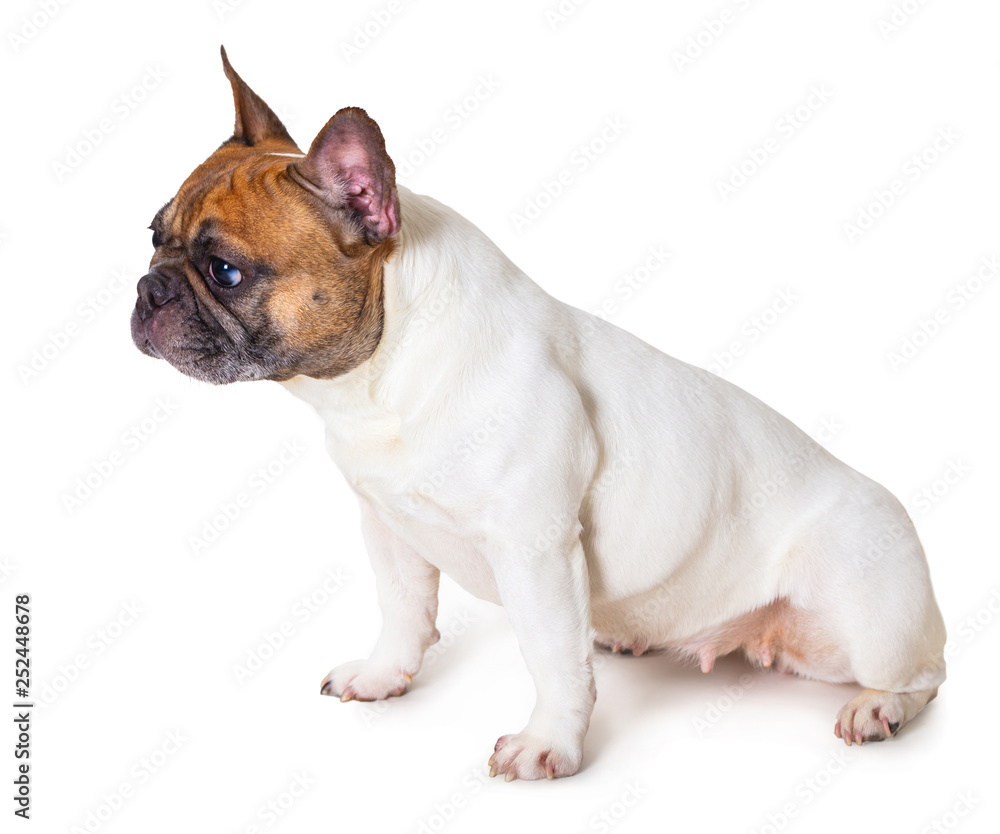 french bulldog breed dog