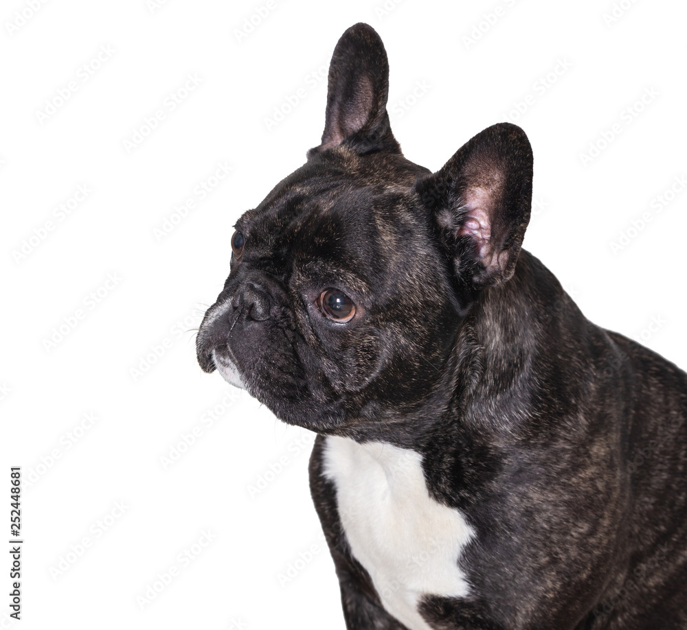 portrait of french bulldog