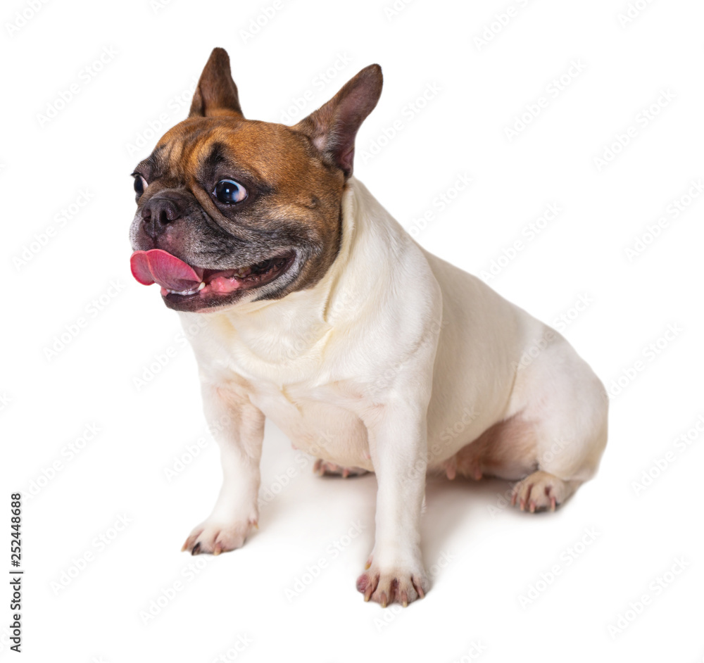 french bulldog breed dog