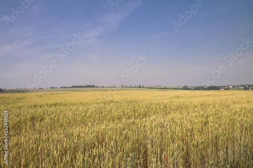 Farm garden sown wheat before maturation. farm field with a big harvest. Beautiful golden bread. Stock background  photo