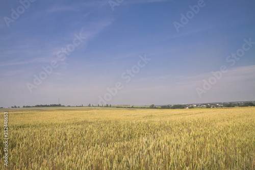 Farm garden sown wheat before maturation. farm field with a big harvest. Beautiful golden bread. Stock background  photo