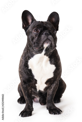 french bulldog breed dog