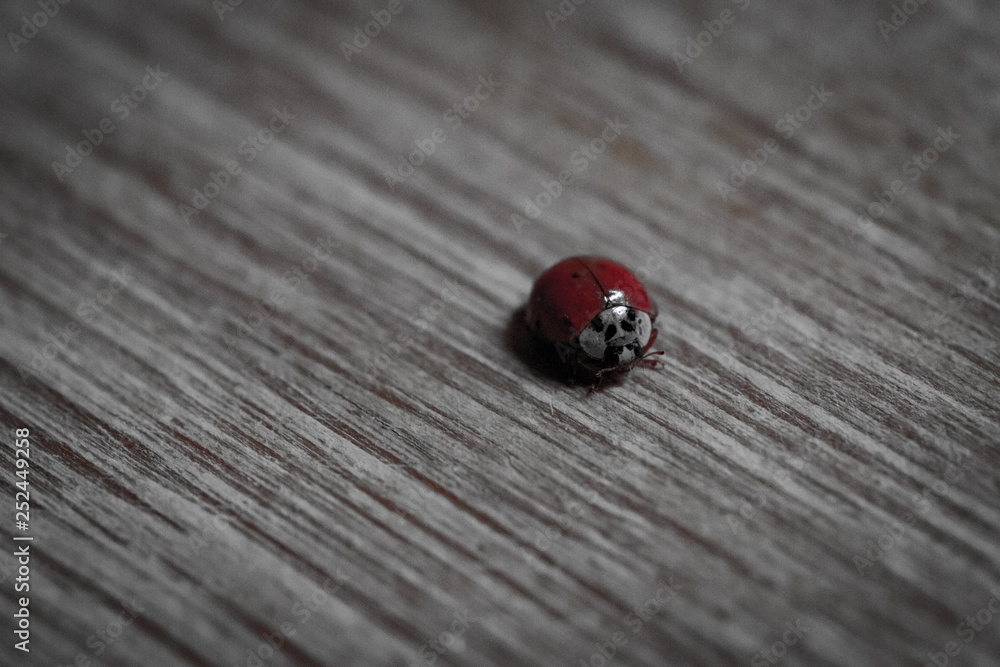 Ladybug