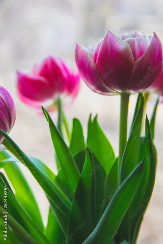 Naklejka premium bouquet of tulips on white background