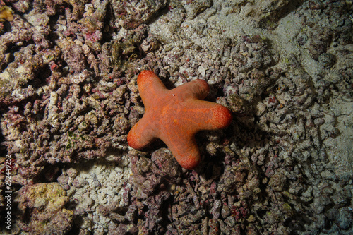 Starfish at the Maldives