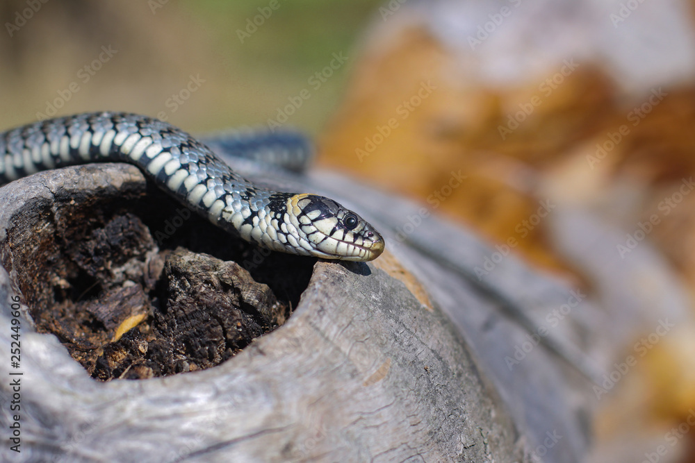 Obraz premium Terrible black snake basks in the sun and watches looking at the victim. Viper twisted on a log. Stock photo background