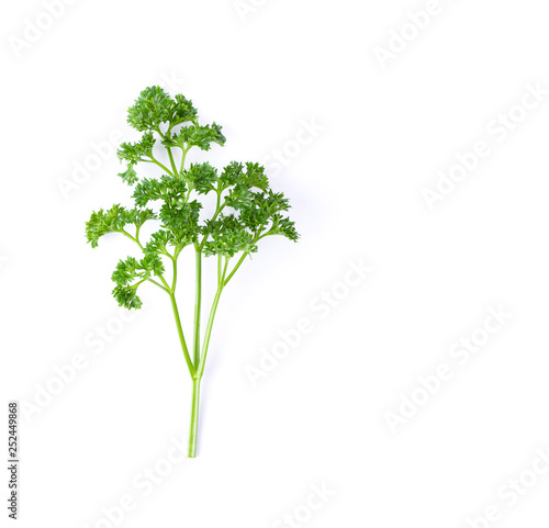 Leaves of parsley isolated on white background. top view