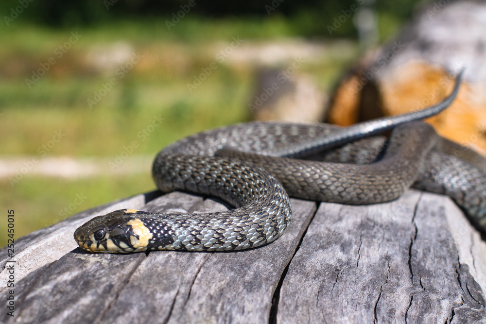 Obraz premium Terrible black snake basks in the sun and watches looking at the victim. Viper twisted on a log. Stock photo background