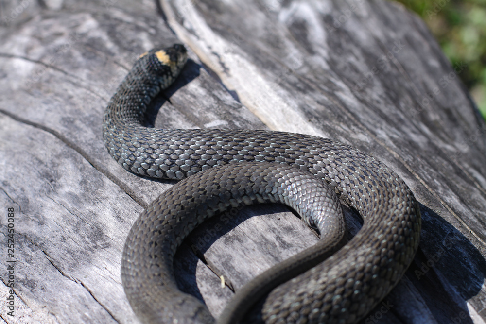 Terrible black snake basks in the sun and watches looking at the victim. Viper twisted on a log. Stock photo background Terrible black snake basks in the sun and watches looking at the victim. Viper twisted on a log. Stock photo background