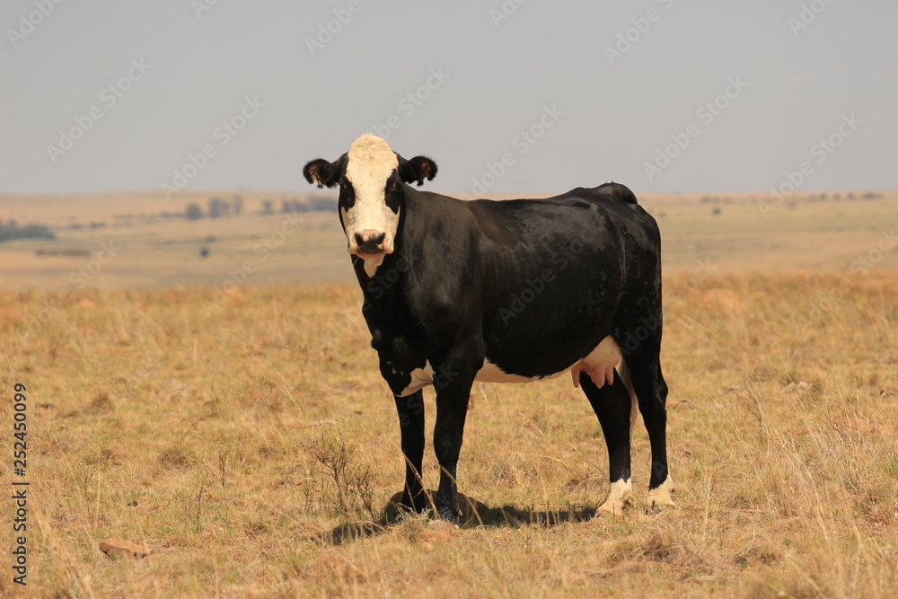Organic meat production - black and white cow at a ranch Organic meat production - black and white cow at a ranch