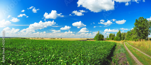 Sunny summer landscape with ground country road,green soy field and beautiful clouds in blue sky. 