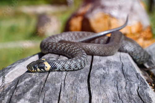 Terrible black snake basks in the sun and watches looking at the victim. Viper twisted on a log. Stock photo background