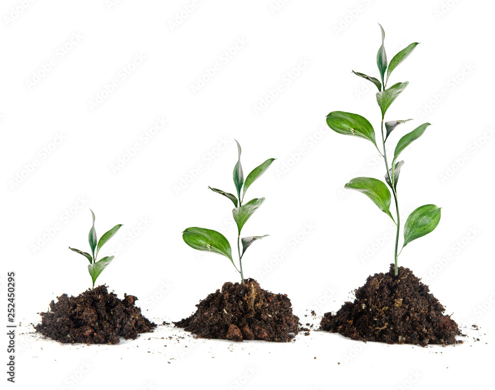 Fotografie Saplings on white background