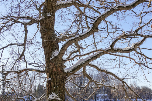 Wallpaper Mural Tree branches (oak) without leaves against the blue sky. Snow on the branches. Frosty sunny day. Torontodigital.ca