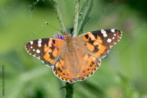 Painted lady (Vanessa cardui) feeding nectar from a thistle