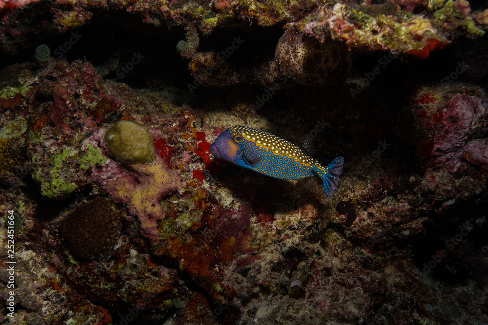 Blue spotted box fish at the Maldives Blue spotted box fish at the Maldives