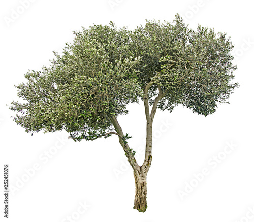 Olive tree on white background
