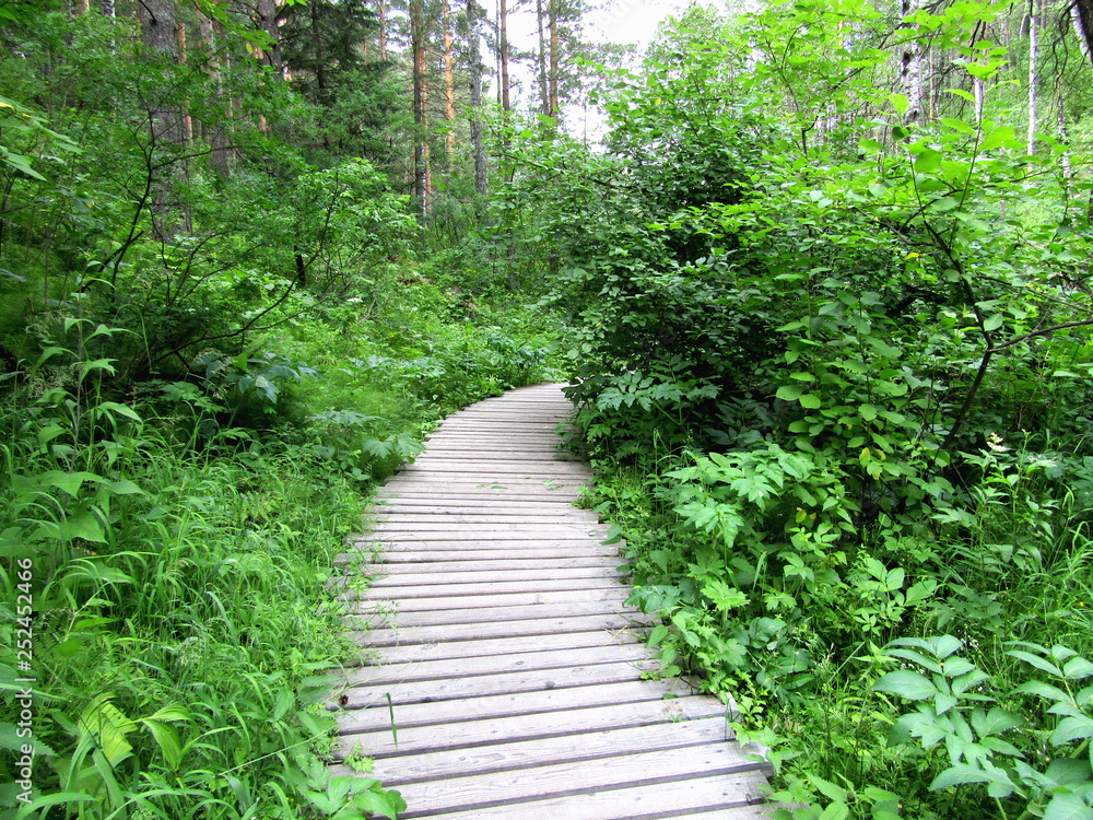 Obraz premium Wooden road in the forest among the trees