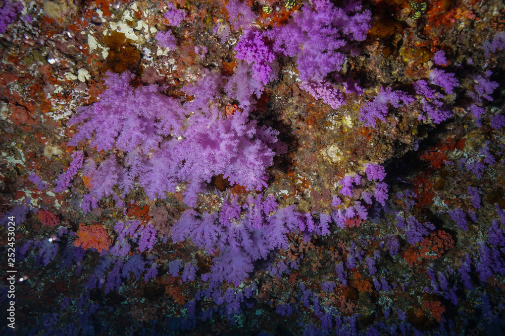 Obraz premium Coral reef at the Maldives