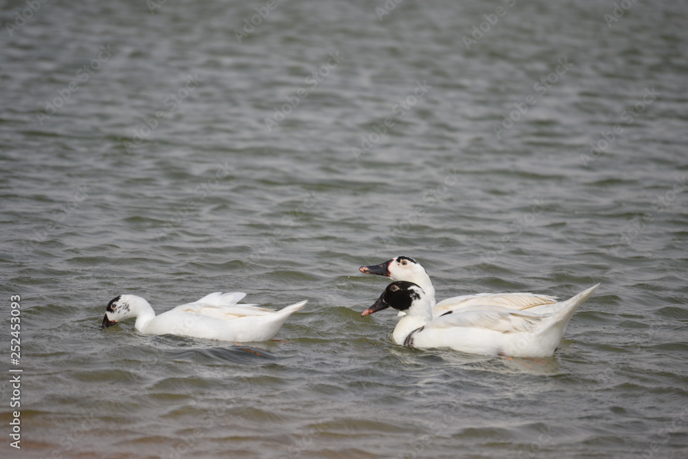 Ducks Ducks