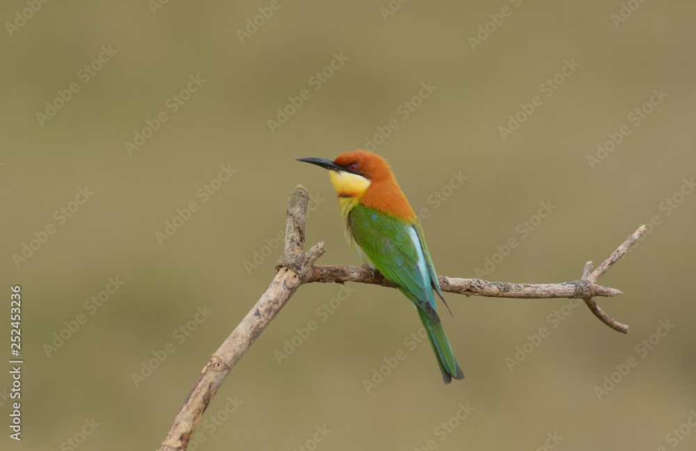 Chestnut-headed Bee-eater (Merops leschenaulti) Chestnut-headed Bee-eater (Merops leschenaulti)