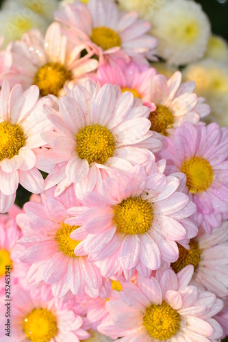  blooming of chrysanthemum flowers with fresh